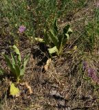 Allium pallasii