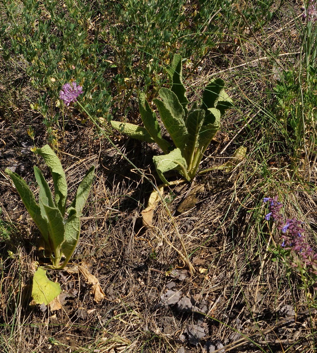 Изображение особи Allium pallasii.