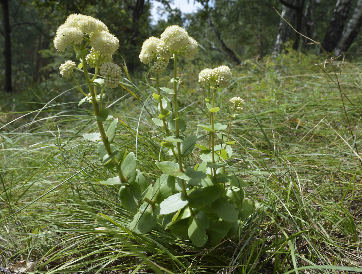 Изображение особи Hylotelephium stepposum.