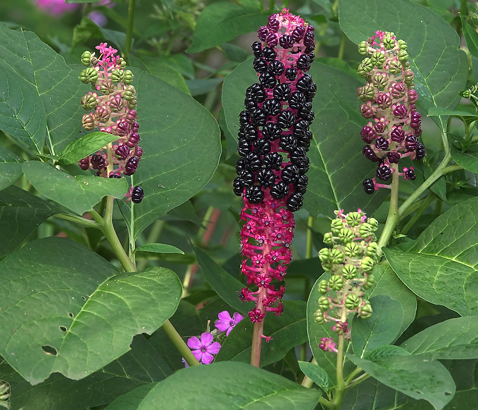 Image of Phytolacca acinosa specimen.