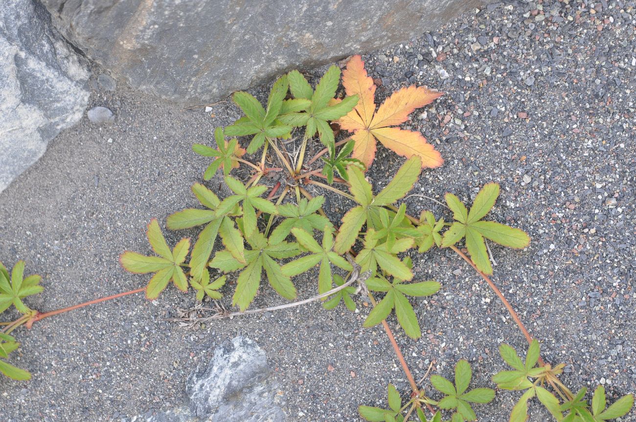 Image of Potentilla reptans specimen.