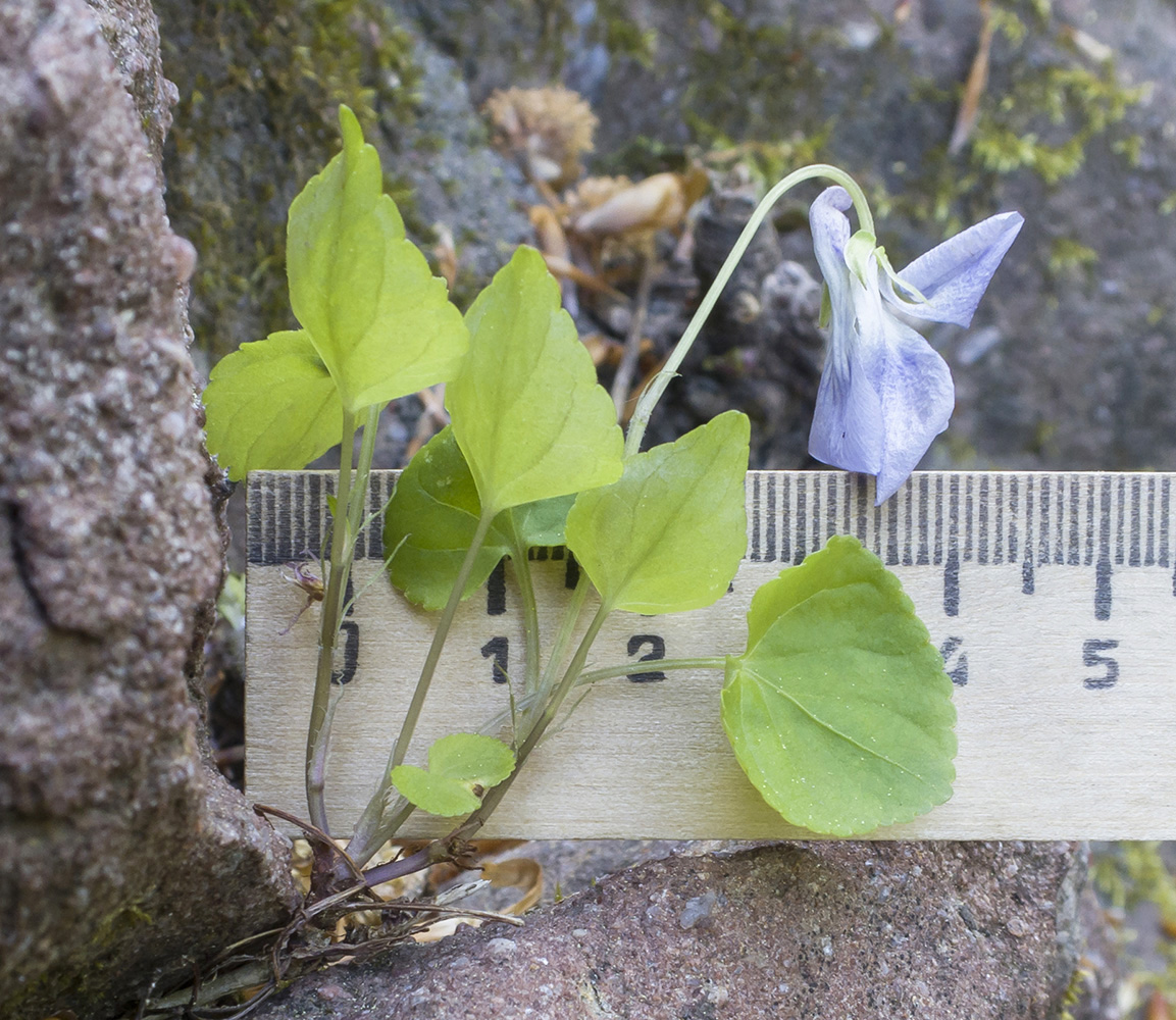 Изображение особи Viola sieheana.