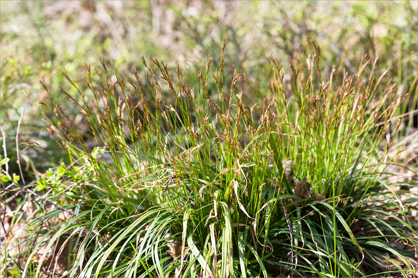 Image of Carex digitata specimen.