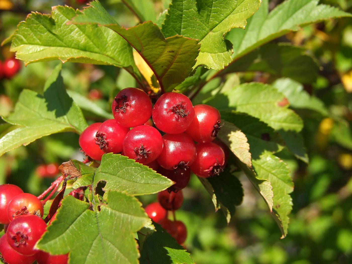 Изображение особи Crataegus dahurica.