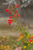 Salvia coccinea. Соцветие. Пермь, Свердловский р-н, в озеленении двора. 12 октября 2018 г.