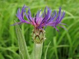 Centaurea stricta