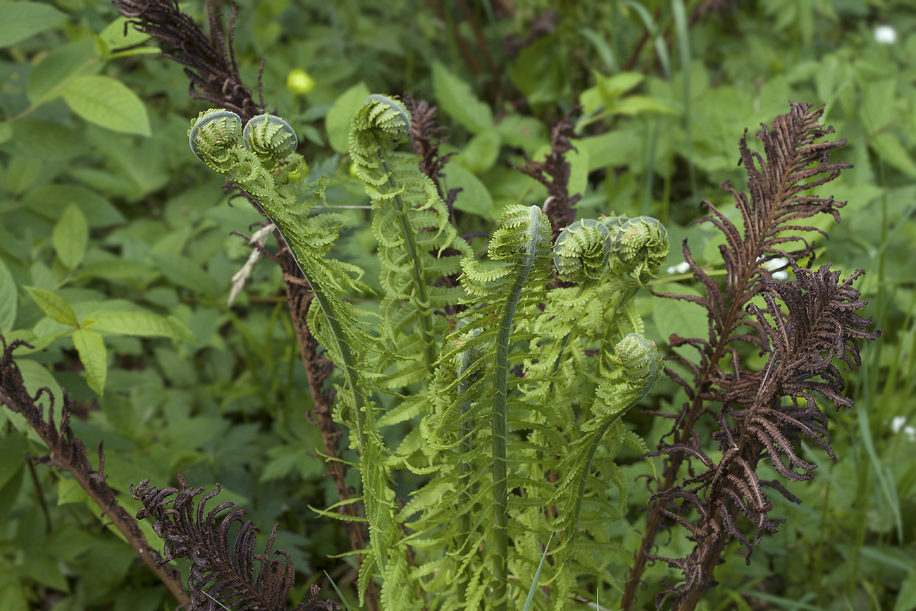 Image of Matteuccia struthiopteris specimen.