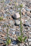 Camelina rumelica