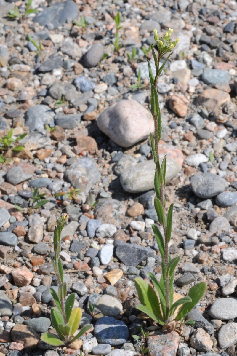 Изображение особи Camelina rumelica.