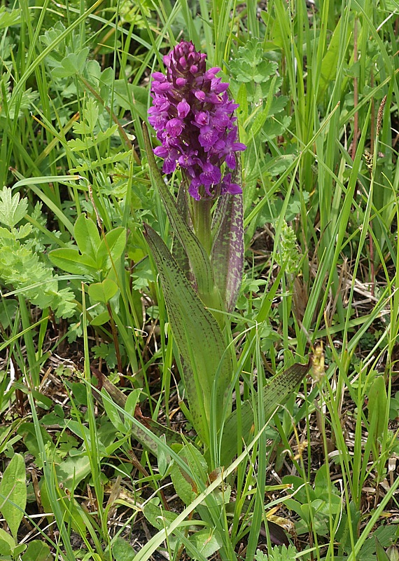 Изображение особи Dactylorhiza urvilleana.