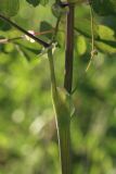 Thalictrum contortum