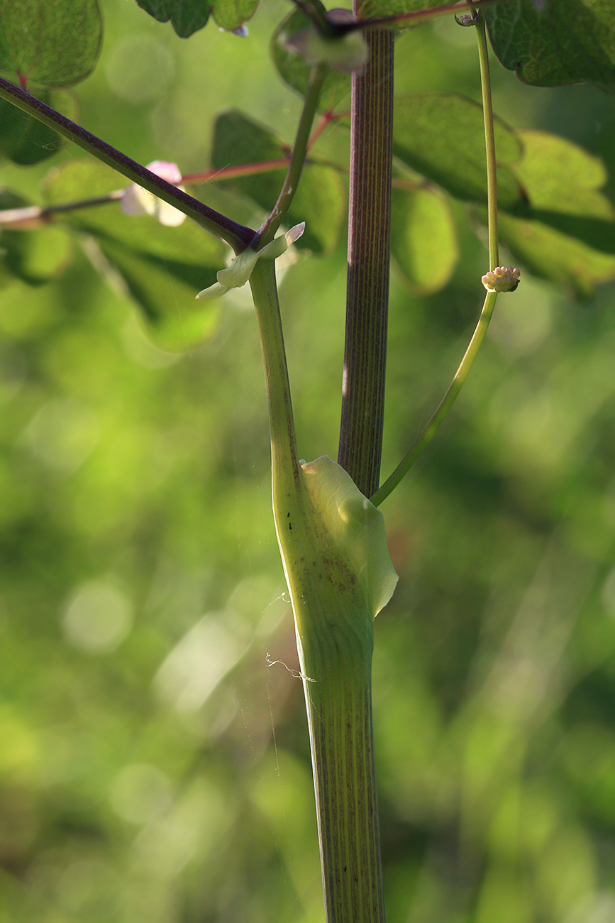 Image of Thalictrum contortum specimen.