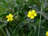 Potentilla heidenreichii. Верхушка побега с цветками и бутонами. Свердловская обл., г. Екатеринбург, окр. пос. Шабровский, разнотравная поляна в сосновом лесу. 19.08.2018.