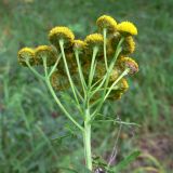 Tanacetum vulgare. Соцветия. Свердловская обл., г. Екатеринбург, окр. пос. Шабровский, берёзовый лес. 20.08.2018.