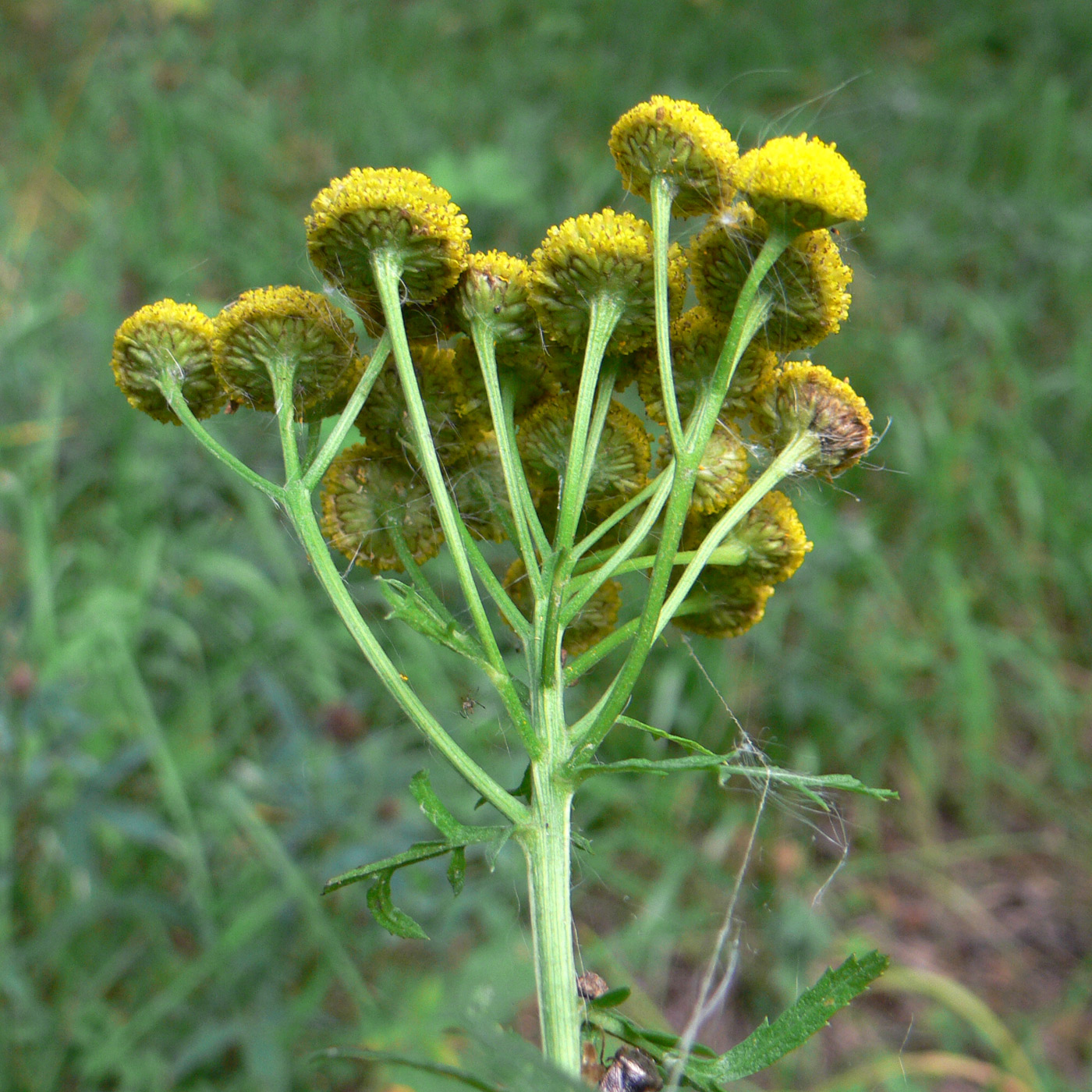 Изображение особи Tanacetum vulgare.