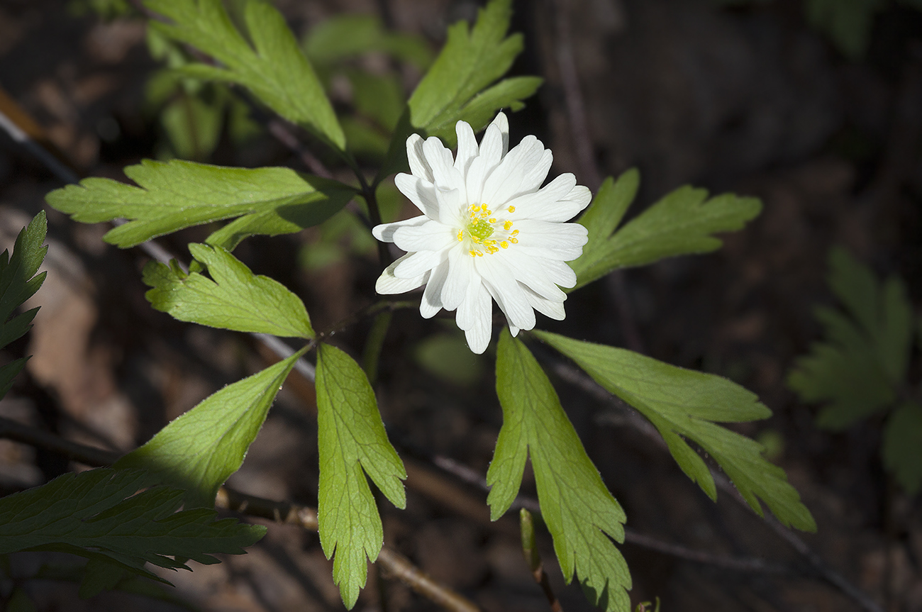 Изображение особи Anemone nemorosa.