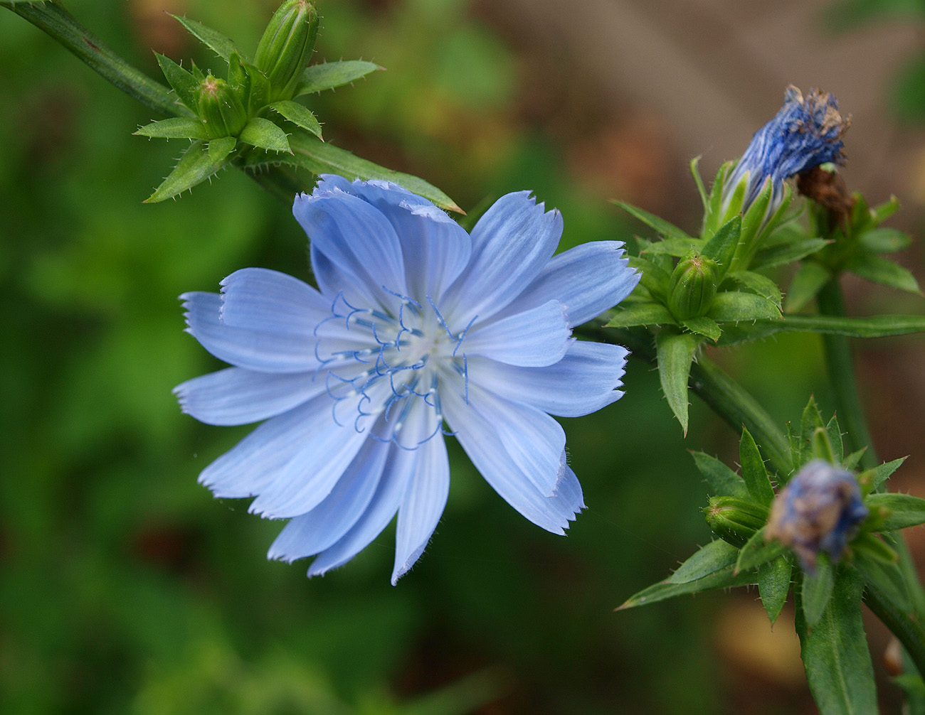 Image of Cichorium intybus specimen.