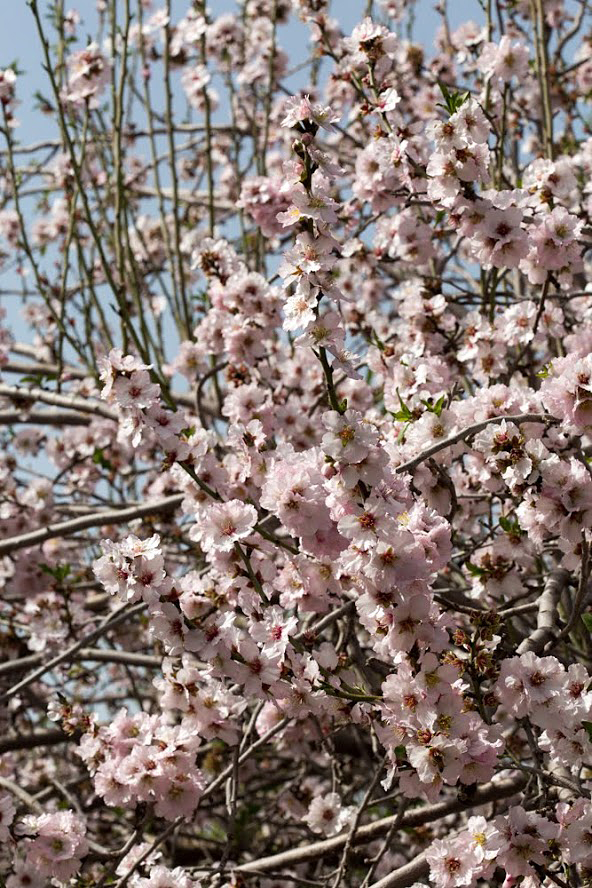 Изображение особи Amygdalus communis.