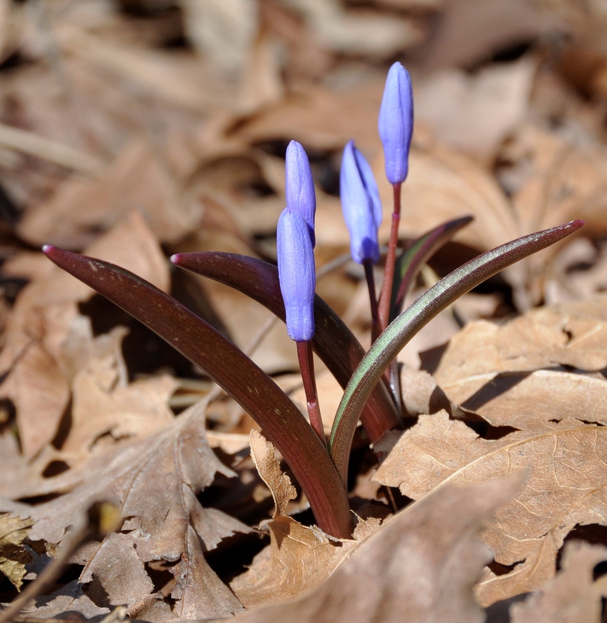 Изображение особи Chionodoxa lochiae.