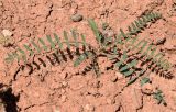 Astragalus commixtus