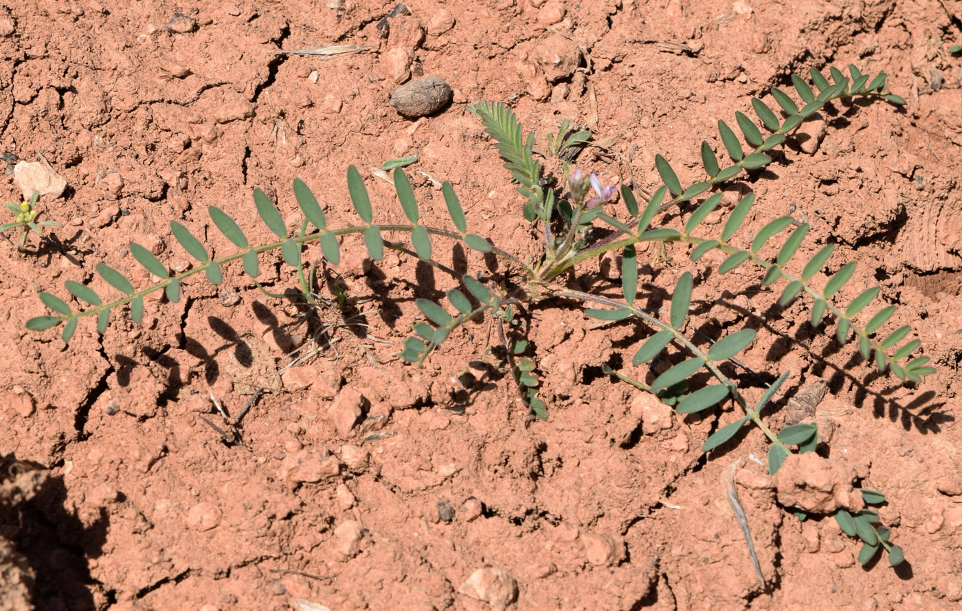 Image of Astragalus commixtus specimen.