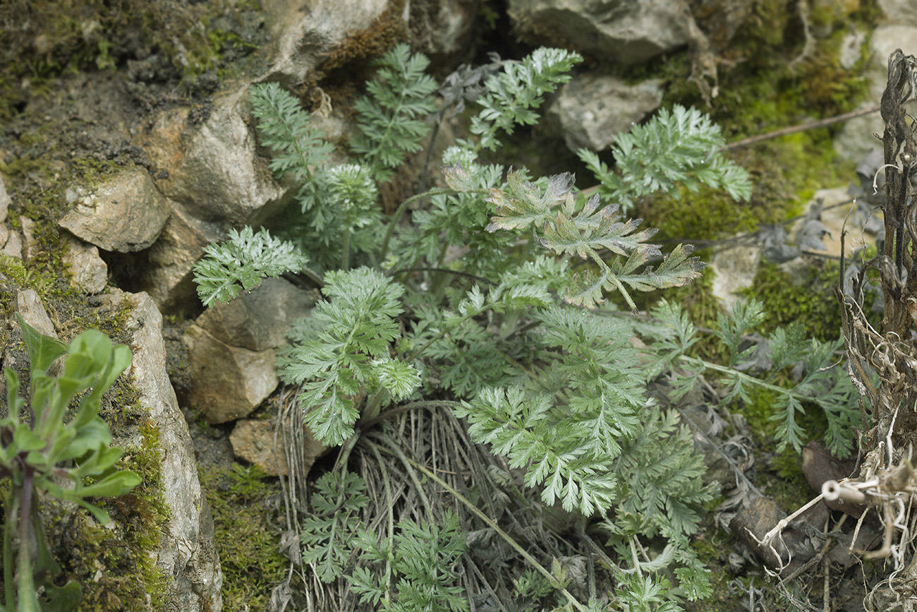 Image of Pyrethrum poteriifolium specimen.