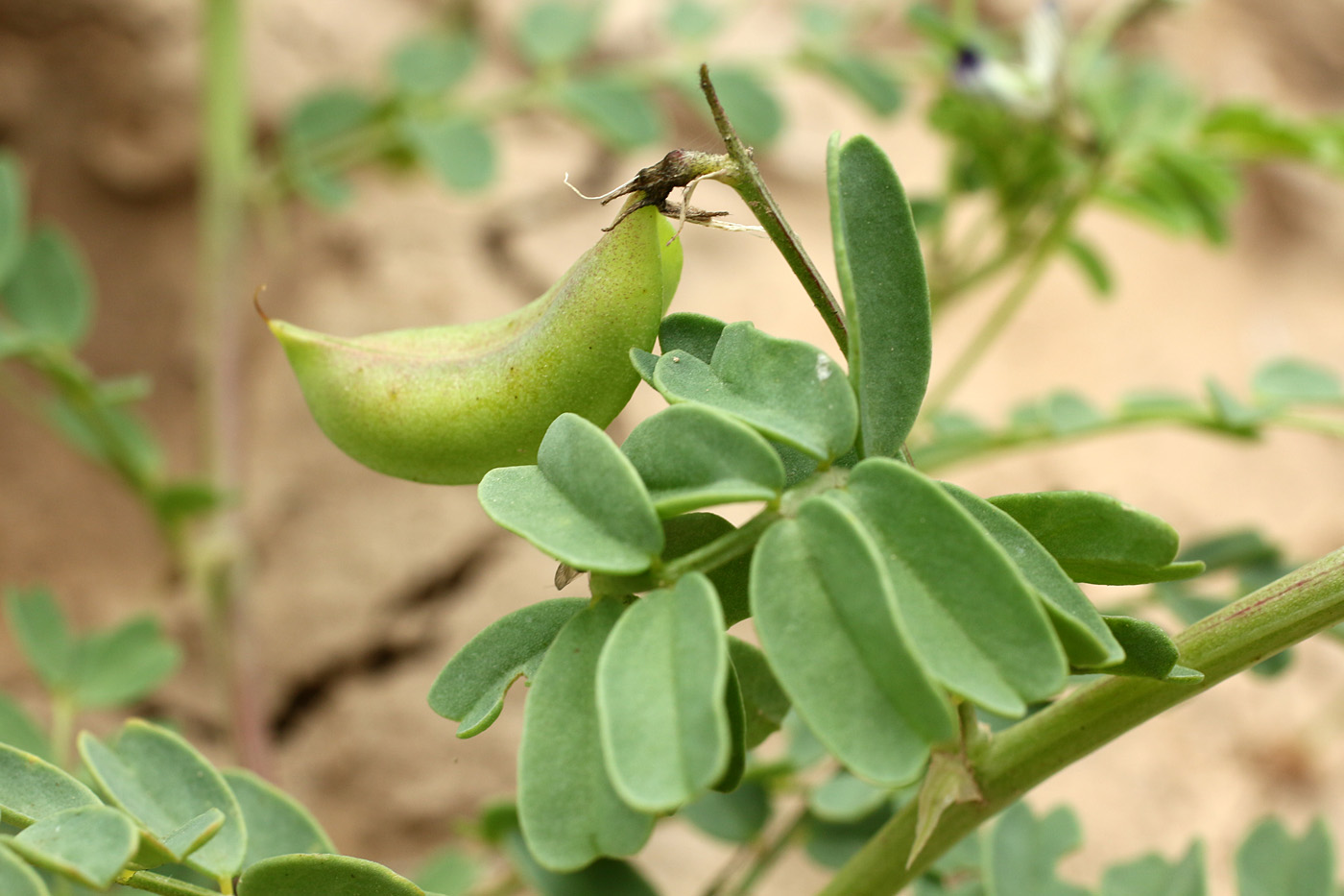 Изображение особи Astragalus guttatus.