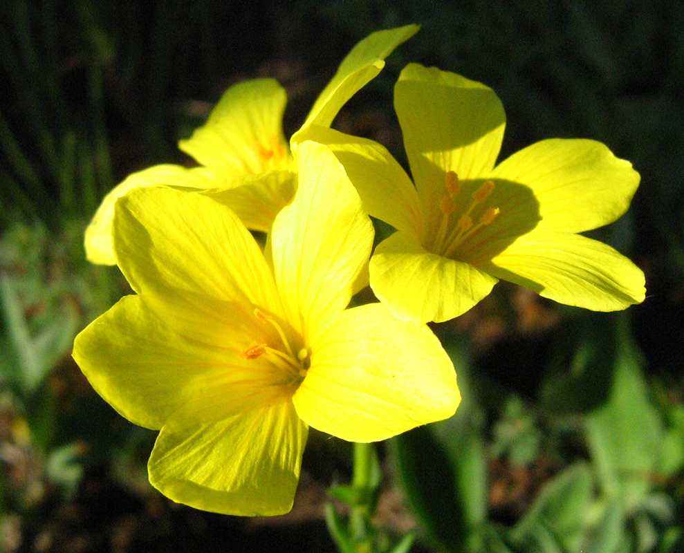 Изображение особи Linum flavum.