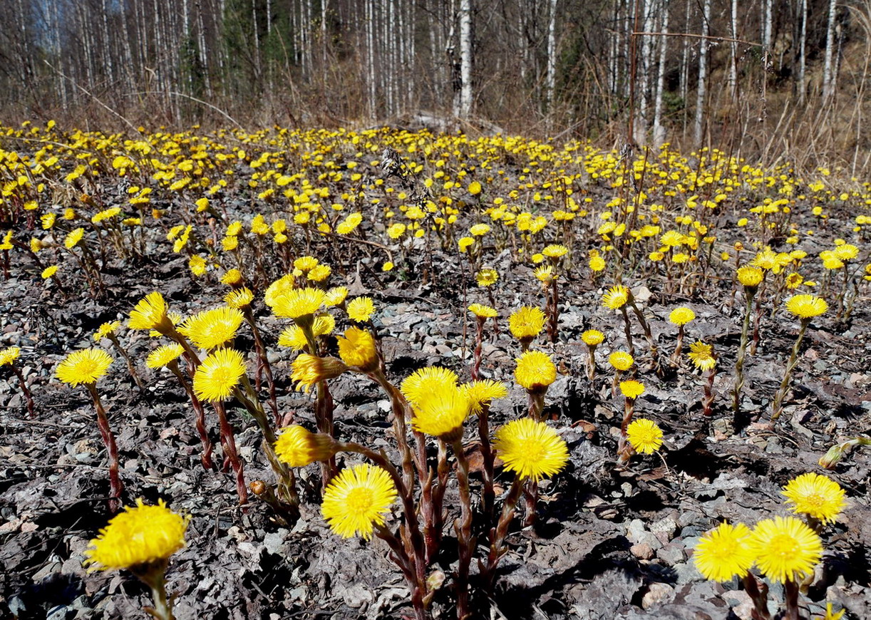 Image of Tussilago farfara specimen.