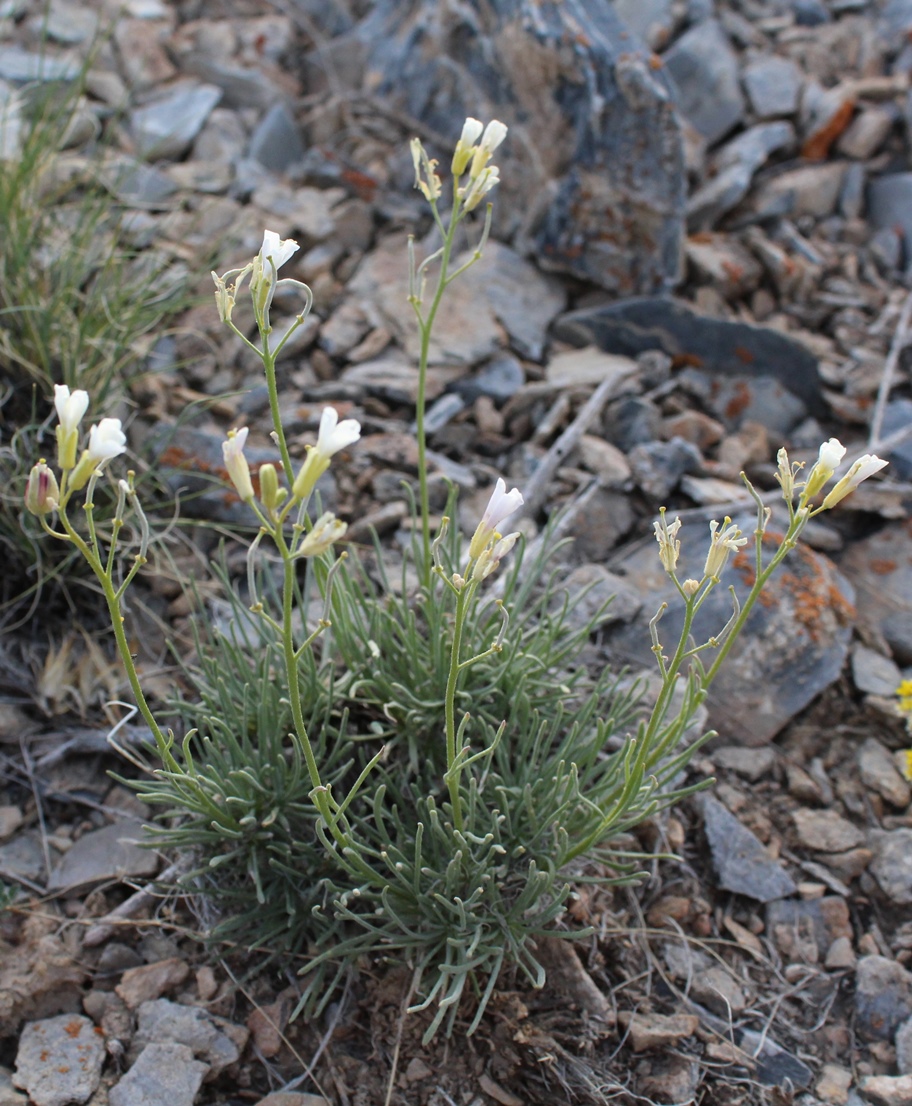 Image of Rhammatophyllum pachyrhizum specimen.