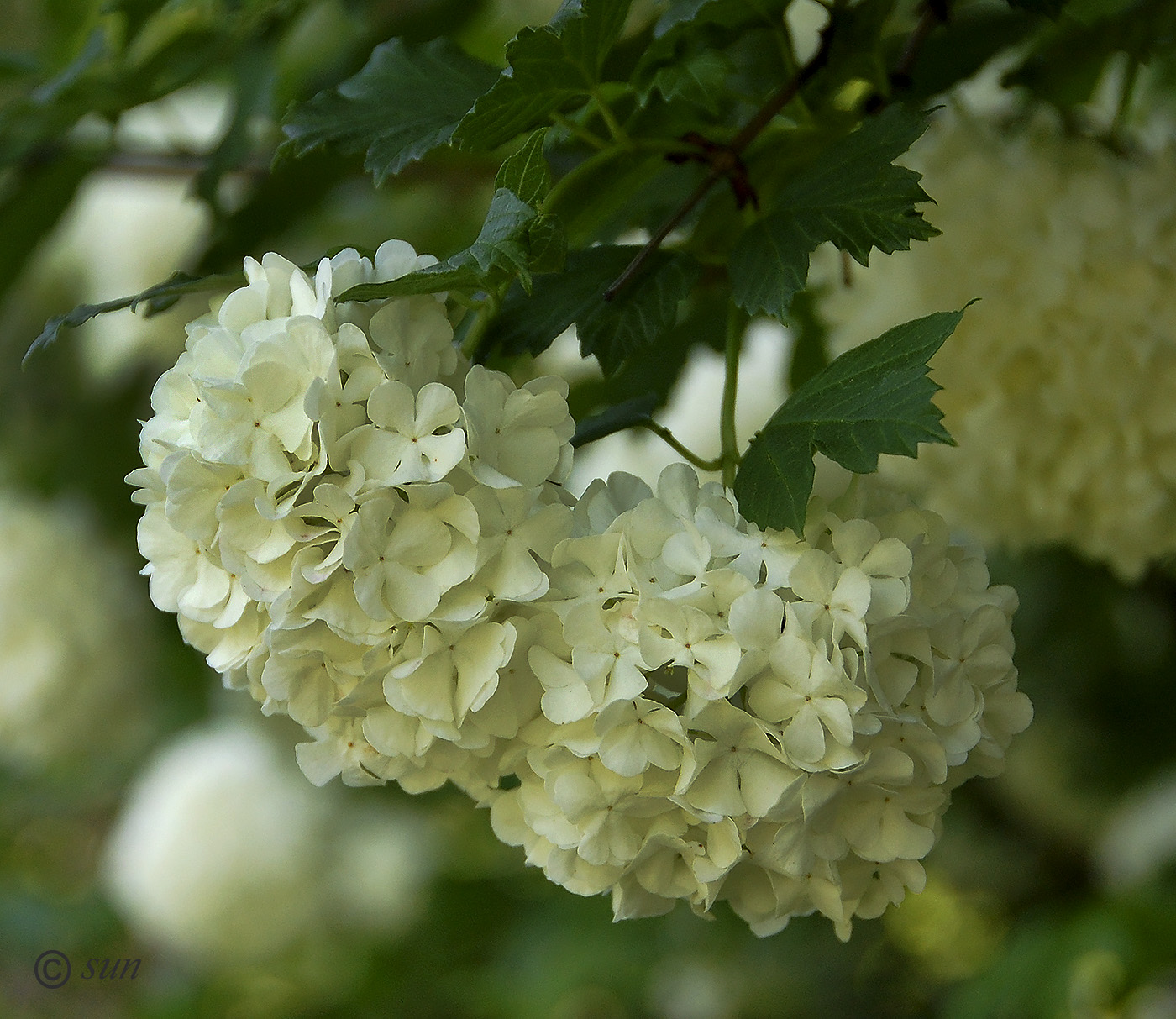 Изображение особи Viburnum opulus f. roseum.