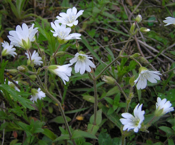 Изображение особи Cerastium arvense.
