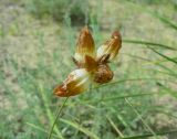 Carex physodes