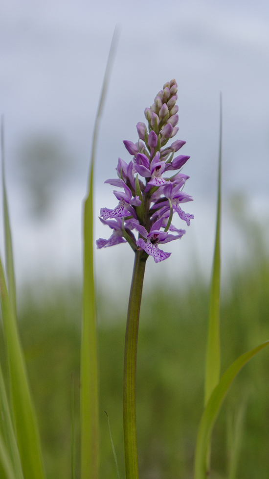 Image of Dactylorhiza fuchsii specimen.