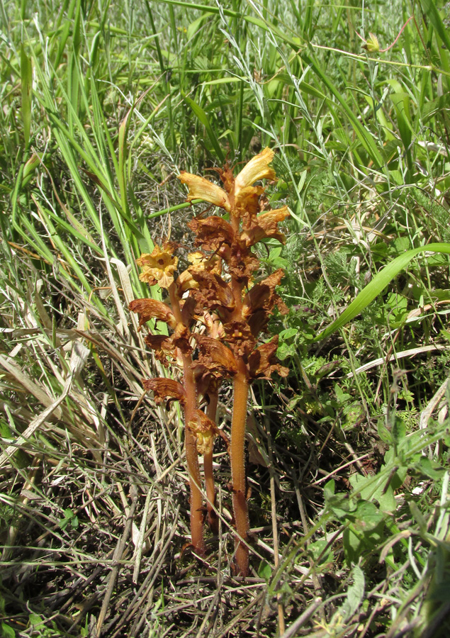 Image of Orobanche alba ssp. xanthostigma specimen.