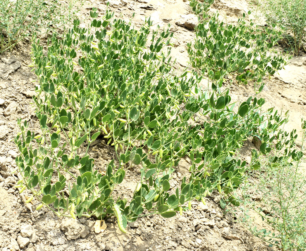 Image of Zygophyllum oxianum specimen.