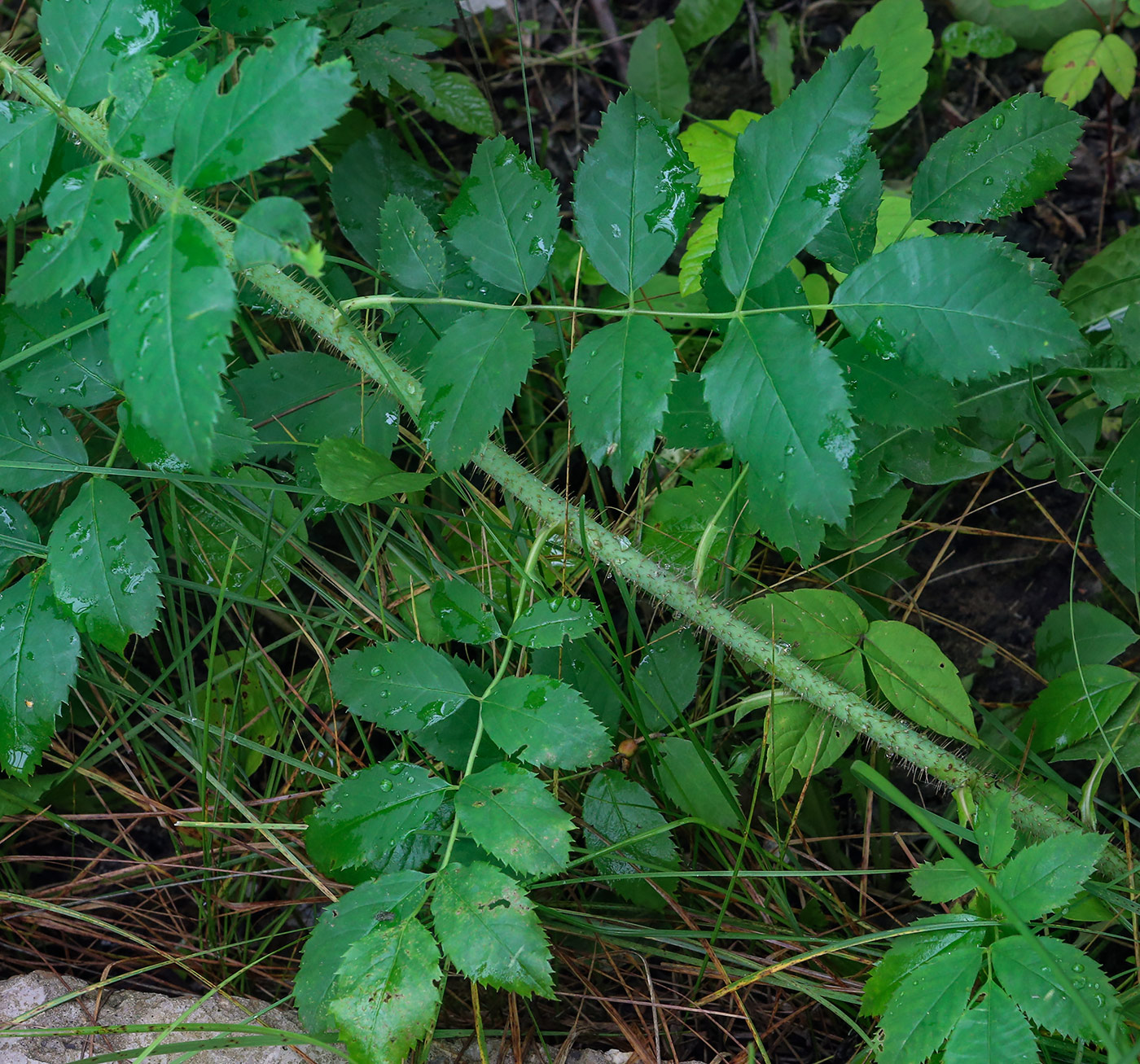 Image of Rosa acicularis specimen.