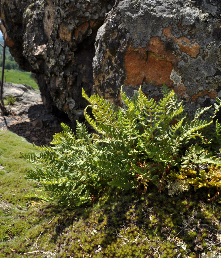 Image of Woodsia ilvensis specimen.