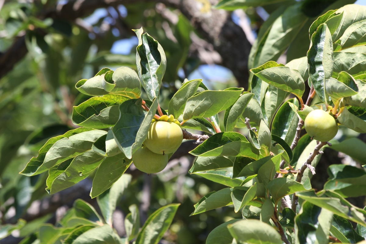 Image of Diospyros virginiana specimen.