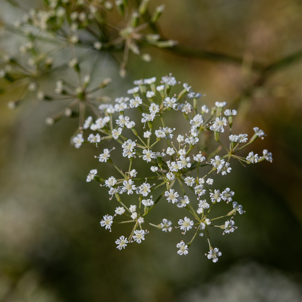 Изображение особи Falcaria vulgaris.