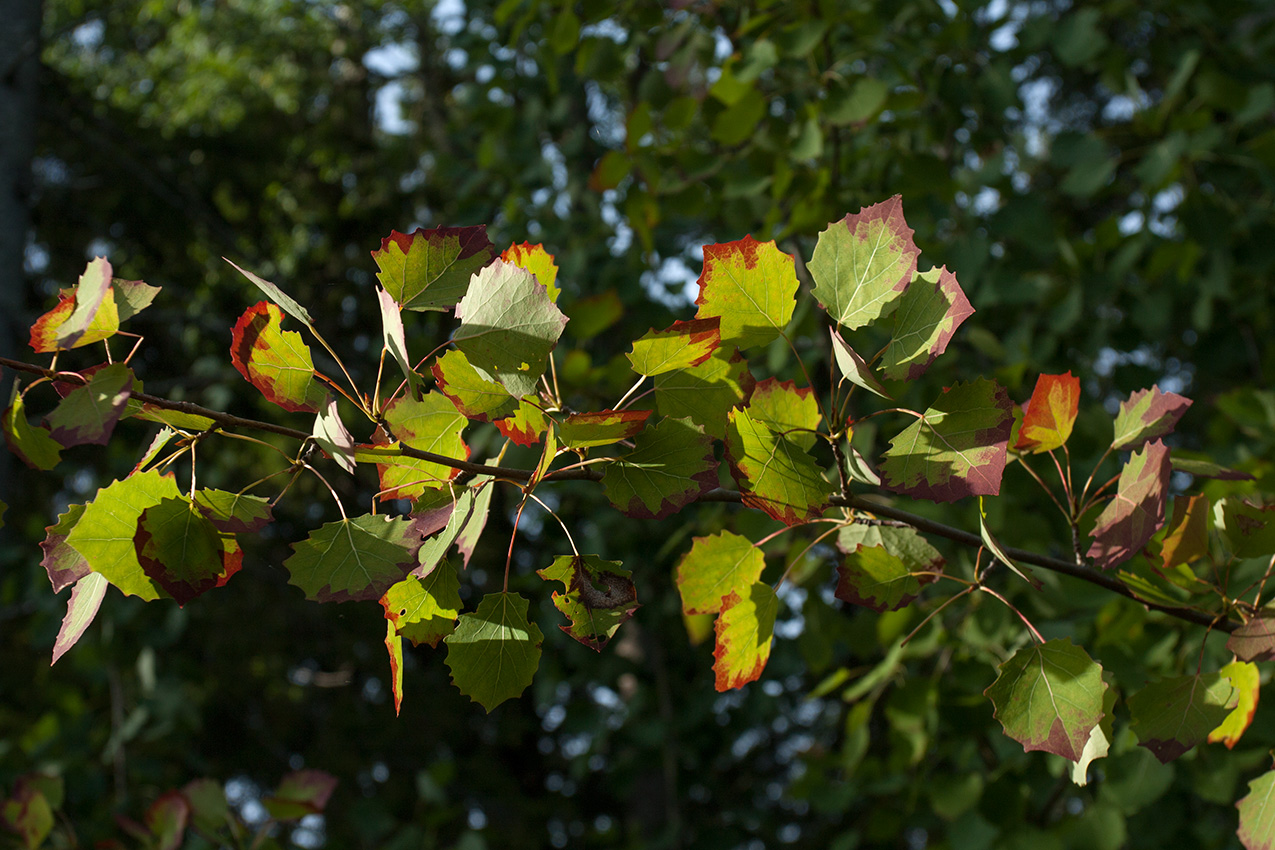 Image of Populus tremula specimen.