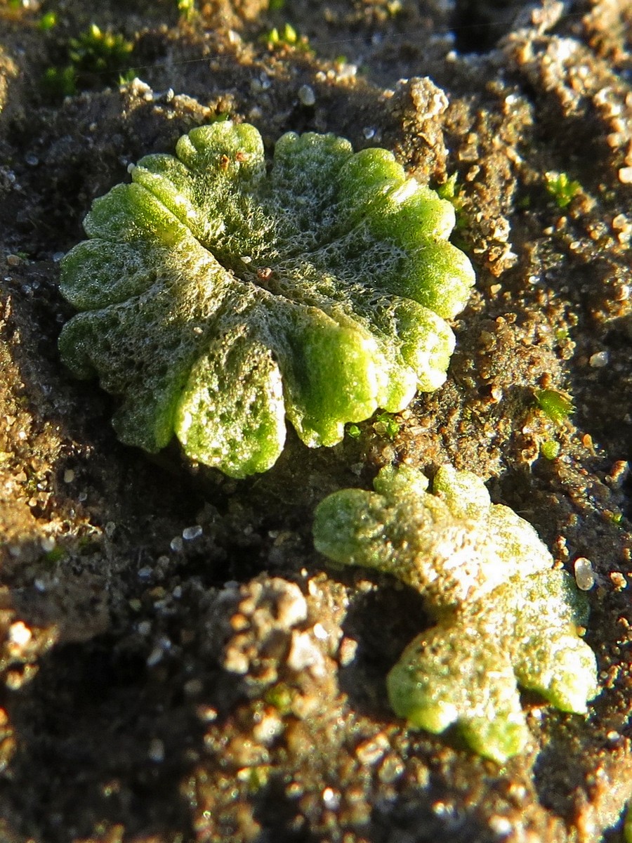 Изображение особи Riccia cavernosa.