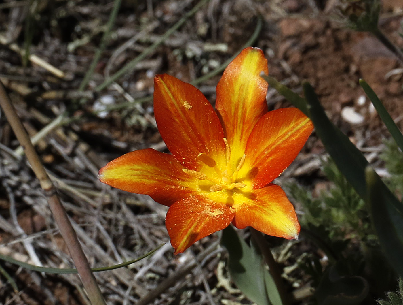 Image of Tulipa ostrowskiana specimen.