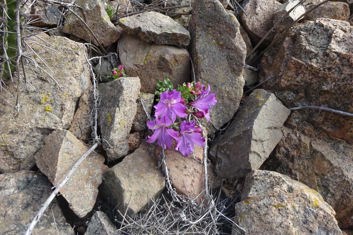 Image of Alstroemeria paupercula specimen.