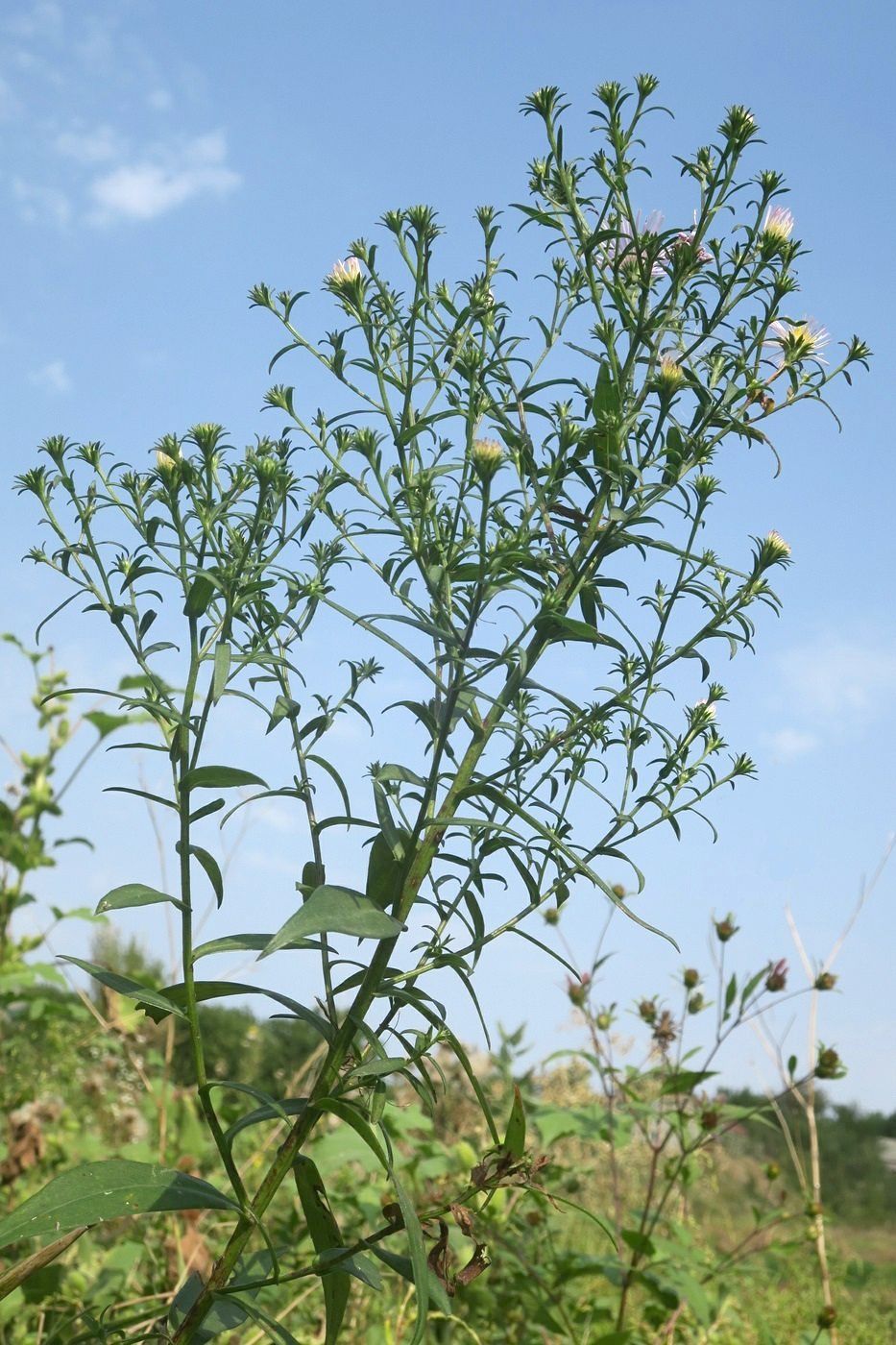 Изображение особи Symphyotrichum novi-belgii.