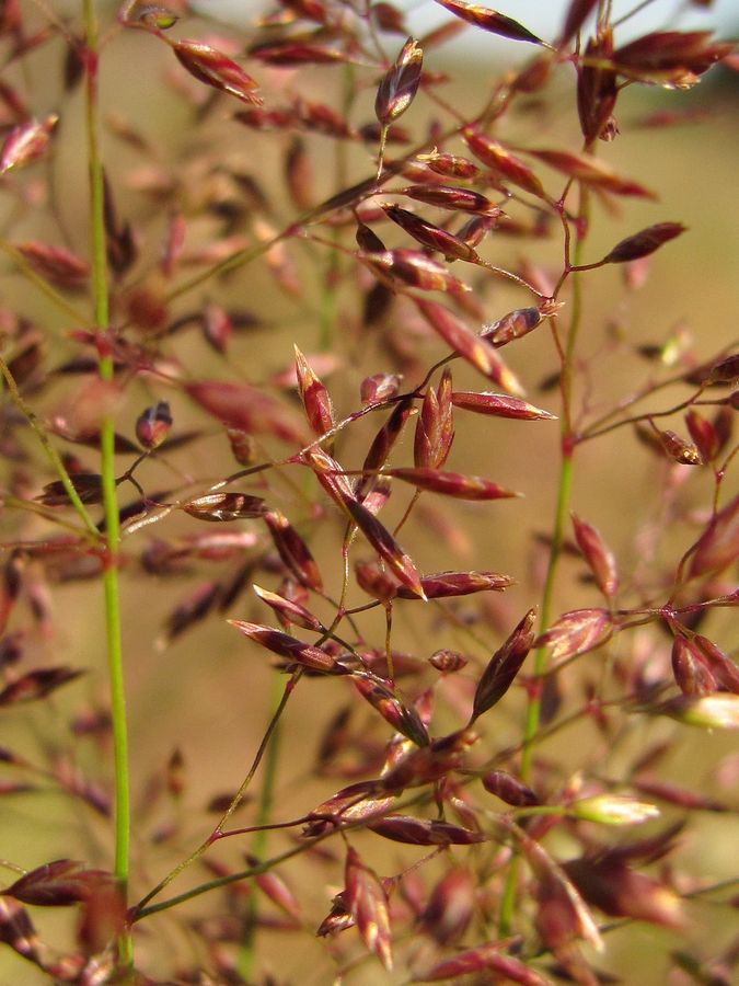 Image of Poa trivialis specimen.