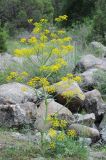 Ferula samarkandica