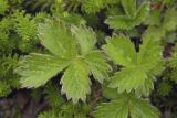 Potentilla stolonifera. Листья в окружении побегов Empetrum subholarcticum. Сахалинская обл., Охинский р-н, окр. г. Оха, побережье Охотского моря, юго-западный берег залива Кету (Первая бухта), верхняя часть приморской сопки. 24.07.2017.