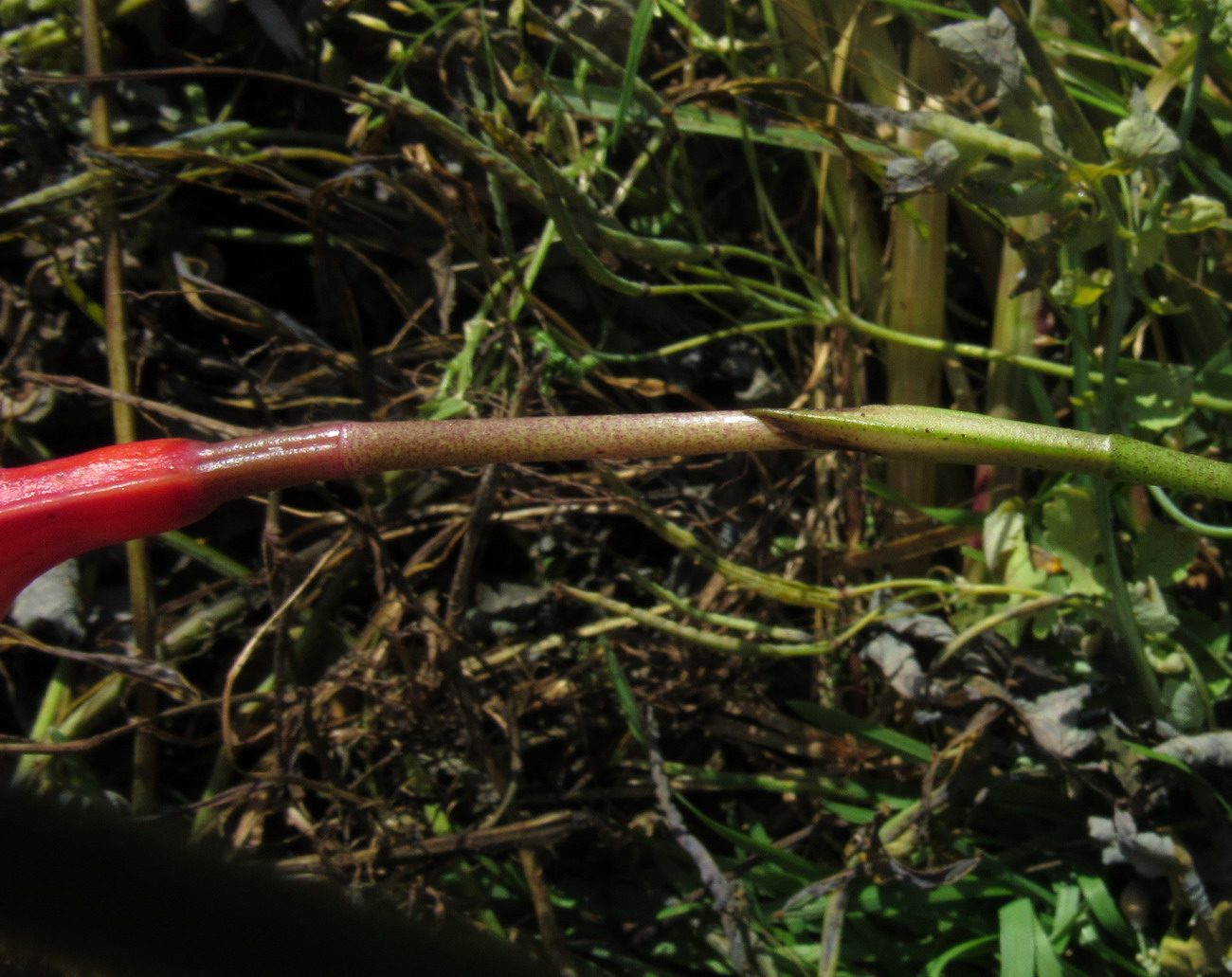 Image of Masdevallia veitchiana specimen.