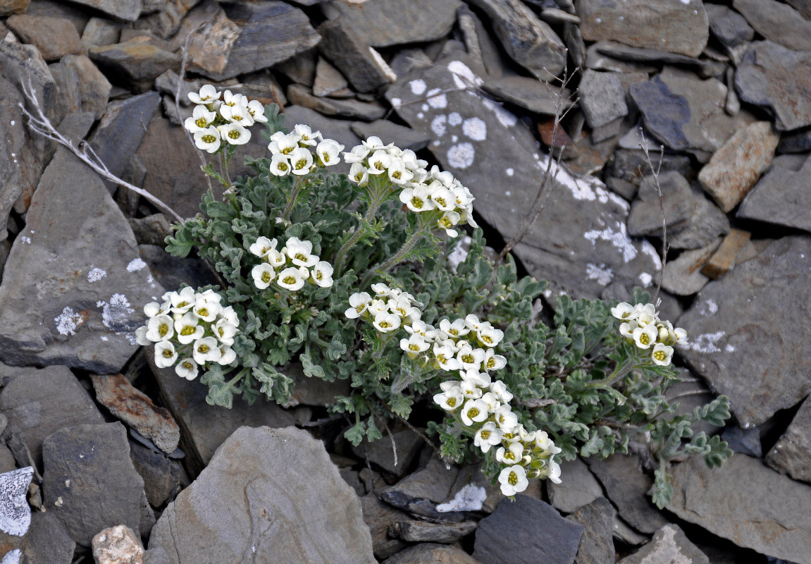 Image of Smelowskia calycina specimen.